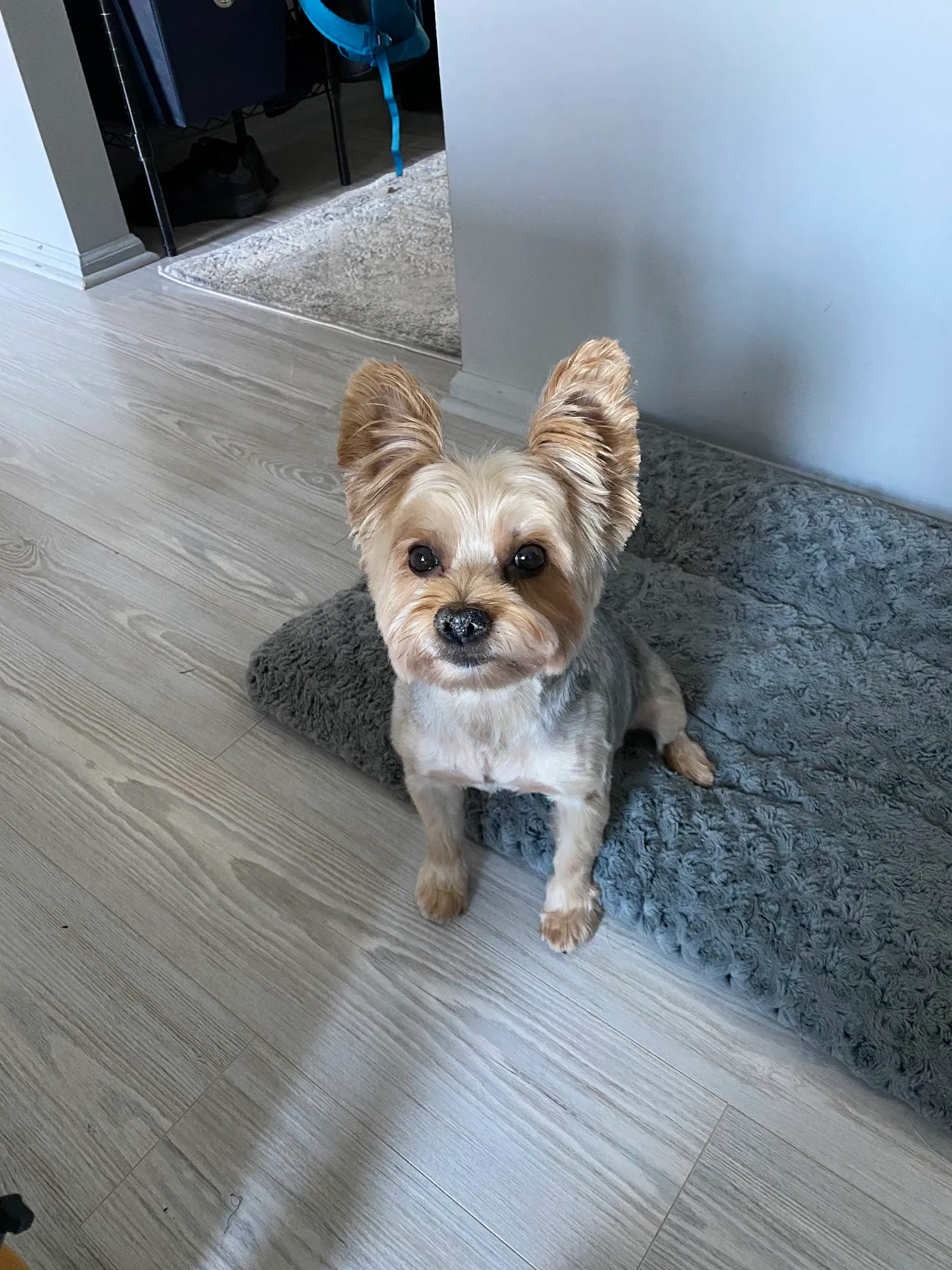 Brady, a tan Yorkshire terrier with big ears, sitting and looking up