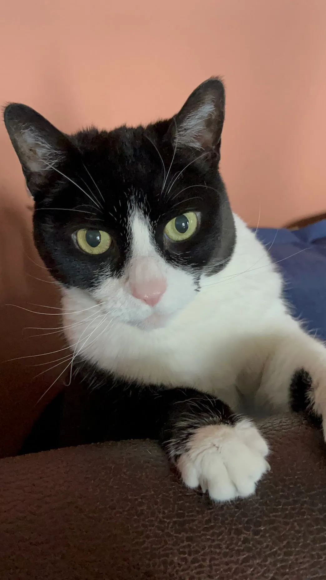 Izzy, a black-and-white tuxedo cat, staring intently at the camera
